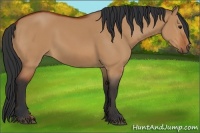 Horse Color:Bay Dun Sabino 