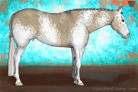 Horse Color:White Spotted Silver Grullo 