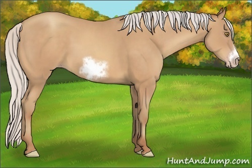 Horse Color:Silver Sable Champagne Sabino Frame 