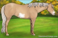 Horse Color:Silver Sable Champagne Sabino Frame 