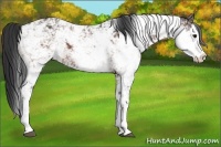 Horse Color:Bay Sabino 
