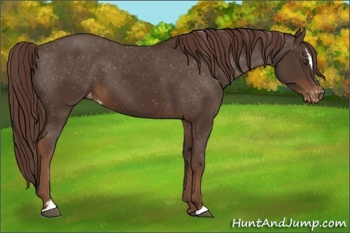 Horse Color:Liver Chestnut Sabino Varnish 