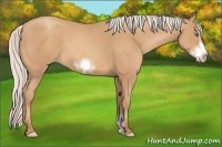 Horse Color:Silver Amber Champagne Sabino Frame 