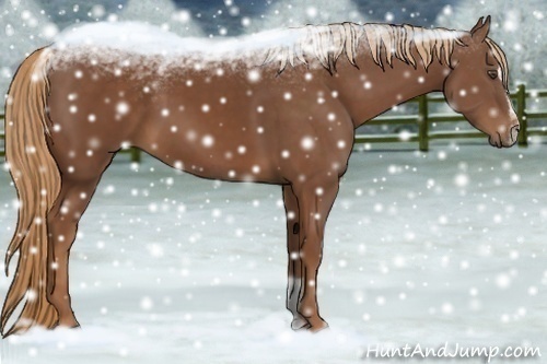 Horse Color:Chestnut Sabino