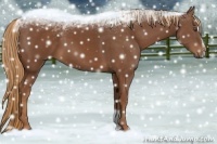 Horse Color:Chestnut Sabino 
