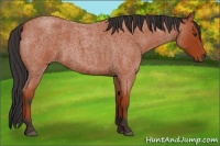 Horse Color:Bay Roan Sabino 