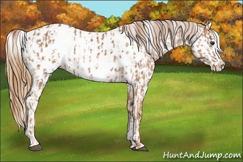Horse Color:Chestnut Sabino Blanket and Chestnut Sabino Blanket