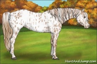 Horse Color:Chestnut Sabino Appaloosa and Chestnut Sabino Appaloosa