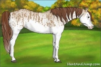 Horse Color:Red Dun Sabino Splash and White Spotted Red Dun Splash