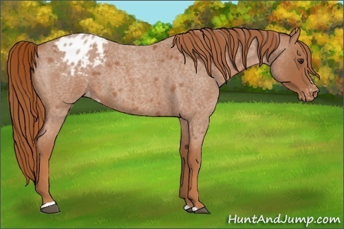 Horse Color:Red Roan Sabino Varnish 