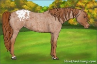 Horse Color:Red Roan Sabino Appaloosa 
