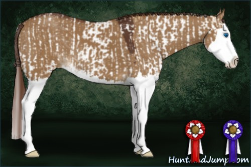 Horse Color:Red Dun Sabino Splash and Gray Red Dun Sabino Splash