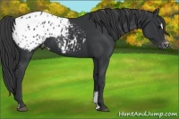 Horse Color:Black Sabino Blanket 