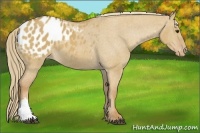 Horse Color:Red Dun Appaloosa 