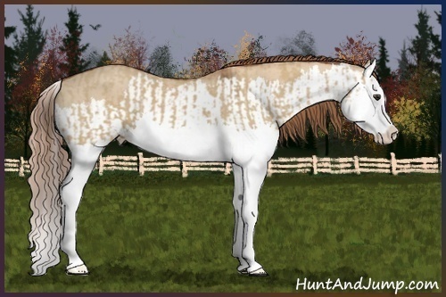 Horse Color:Red Dun Splash and Red Dun Splash