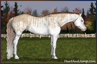 Horse Color:Red Dun Splash  and Red Dun Splash 