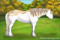 Horse Color:Palomino Dun Splash and Palomino Dun Splash Rabicano