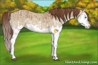 Horse Color:Red Dun Splash  and Red Dun Splash 