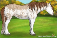 Horse Color:Red Dun Splash  and Red Dun Splash 