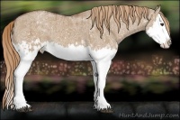 Horse Color:Red Dun Ice Splash and Red Dun Ice Splash