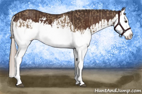 Horse Color:Liver Red Dun Splash and Liver Chestnut Splash