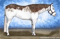Horse Color:Liver Red Dun Splash  and Liver Chestnut Splash 