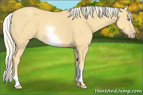 Horse Color:White Spotted Gold Cream Champagne