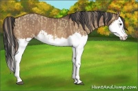 Horse Color:Red Dun Splash and Bay Dun Splash