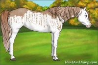 Horse Color:Red Dun Splash  and Red Dun Splash 