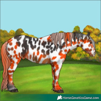 Horse Color:Buckskin Appaloosa