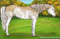 Horse Color:Chocolate Palomino Dun Splash  and Palomino Dun Splash 