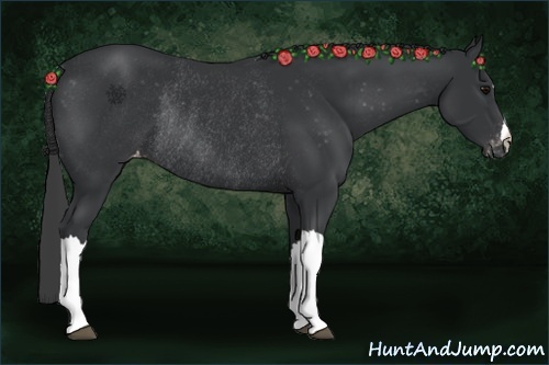 Horse Color:Black Appaloosa Rabicano 