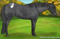 Horse Color:Black Appaloosa Rabicano 