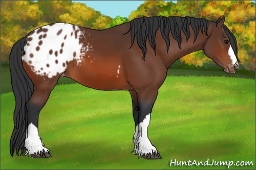 Horse Color:Bay Appaloosa