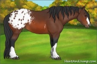 Horse Color:Bay Appaloosa