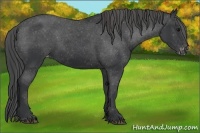 Horse Color:Black Appaloosa Rabicano 