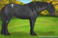 Horse Color:Black Appaloosa Rabicano 