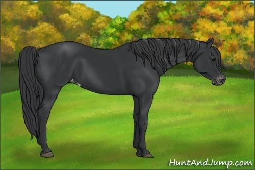 Horse Color:Black Appaloosa Rabicano