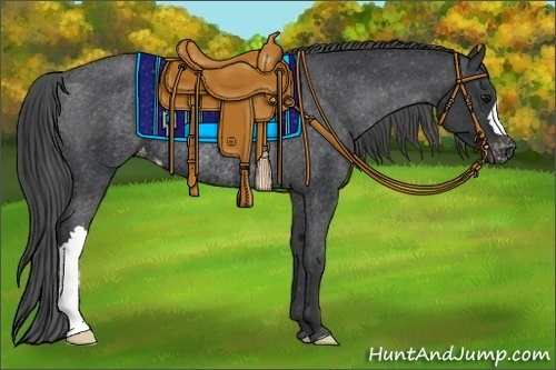 Horse Color:Black Appaloosa Rabicano 