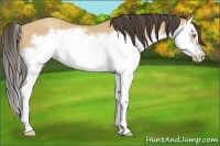 Horse Color:Amber Champagne Splash Frame 