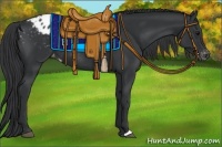 Horse Color:Black Appaloosa Rabicano 