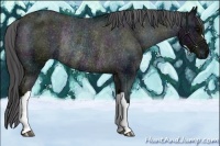 Horse Color:Midnight Black Appaloosa Rabicano 