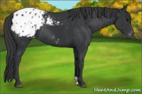 Horse Color:Black Appaloosa Rabicano 