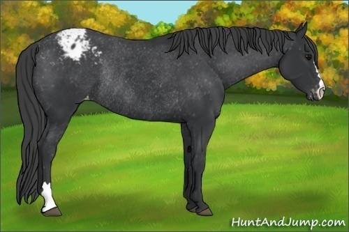 Horse Color:Unknown 