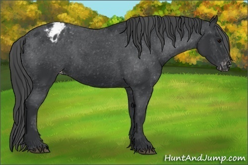 Horse Color:Black Appaloosa Rabicano 