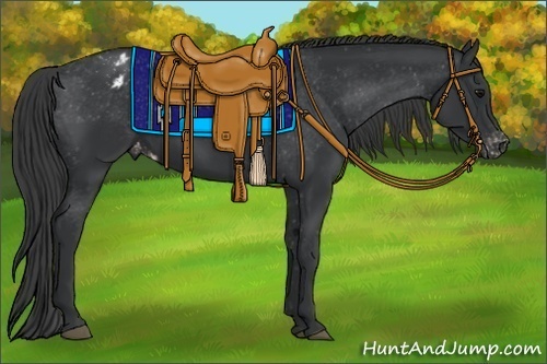 Horse Color:Black Appaloosa Rabicano 