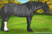 Horse Color:Black Appaloosa Rabicano