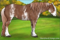 Horse Color:White Spotted Chestnut Sabino 
