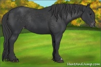 Horse Color:Black Appaloosa Rabicano