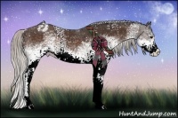 Horse Color:White Spotted Silver Brown Appaloosa Rabicano 